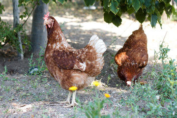 Chickens walking around in the garden