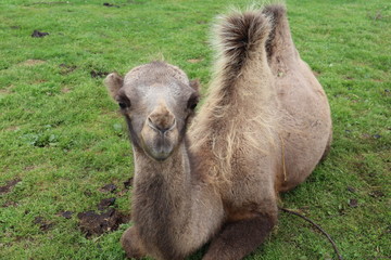 Camel at farm