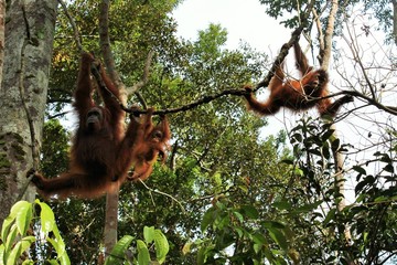 Wilde Orang Utan Affenbande schwingt durch die Baumkronen im Tanjung Puting Nationalpark in...