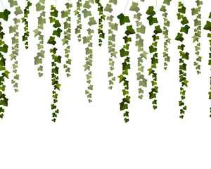 Vector horizontal seamless garland with green ivy leaves on a white background.