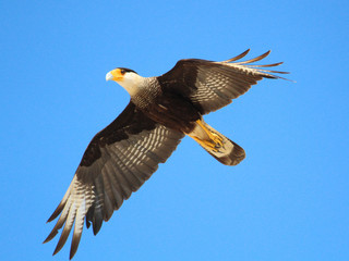 Raptor
