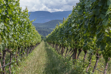 vineyard, vine plantation