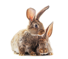 Obraz premium Two little rabbits.