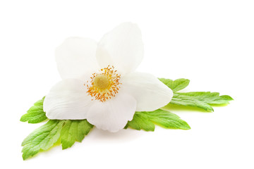 Obraz premium One white anemone.