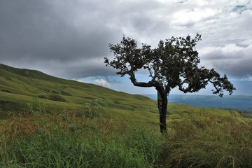 Obraz premium Ein einsamer Baum auf der Wanderung zum Krater des Gunung Rinjani