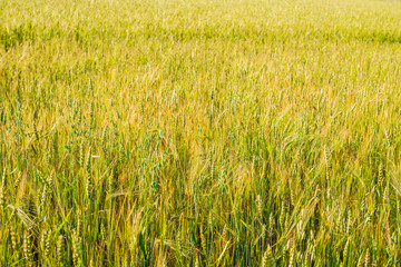 Field of young wheat ears and sky with clouds.