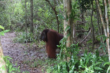 Ein männlicher Orang Utan im Tanjung Puting Nationalpark auf Kalimantan in Indonesien © Max