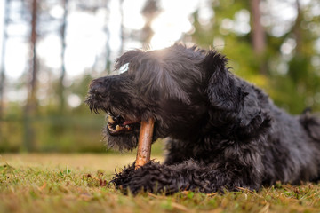 Black schnauzer dog is playing with a stick in the summer day