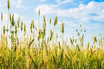 Obraz premium green ears of wheat, barley and rye growing in the field. Close-up.
