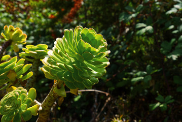 Blüten – Blätter – Pflanzen in der freien Natur bei einer Fotowanderung südlich von La Matanza fotografiert. 