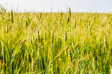 Fototapeta premium green ears of wheat, barley and rye growing in the field. Close-up.