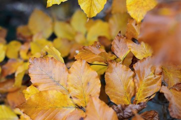 autumn leaves