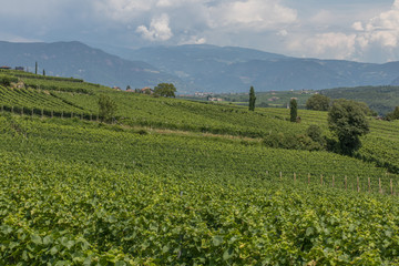 Fototapeta premium Kaltern in South Tyrol