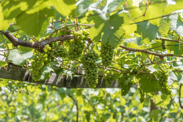 vineyard, vine plantation