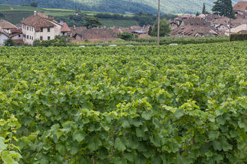 Kaltern in South Tyrol