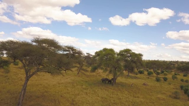 Group of Elephants Under Tree in Savana of Serengeti National Park, Tanzania. Cinematic Drone Aerial