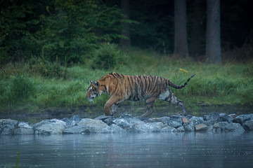 Fototapeta na wymiar An young Siberian tiger walking on stones and jumping on and off water. Amazing animal, dangerous yet endangered.