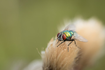 Single fly sitting on a flower during morning time. Sunrise on a meadow when all the insect is still because of the cold during the night.