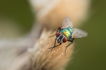 Single fly sitting on a flower during morning time. Sunrise on a meadow when all the insect is still because of the cold during the night.