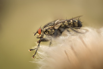 Single fly sitting on a flower during morning time. Sunrise on a meadow when all the insect is...