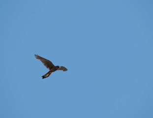 close up young western marsh harrier Circus aeruginosus flying against clear blue sky, frontal view