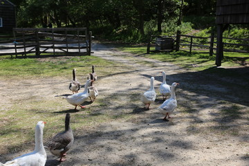 A gaggle of geese and ducks.