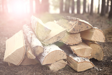 A large bunch of firewood, a large species, lies in the autumn forest on a coniferous blanket with sunlight.