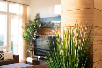 modern living room, green plant, sunshine