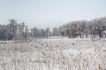 landscape with trees in winter