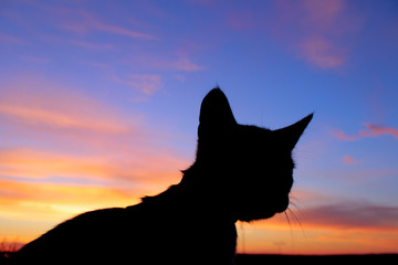 Silhouette of a cat over beautiful sunset background. Animals, Pets concept.  Cropped shot of a cat.