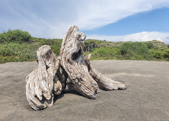 Old stump on the seashore