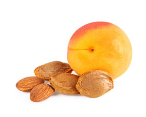 Apricot fruit with apricot kernel and apricot stones isolated on white