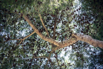 Stone pine on sunny day