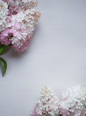 White and pink hydrangea at white background, top view mockup for your design,  copy past space