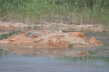 The beautiful bird little tern (Sternula albifrons) in the natural environment