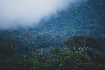 view of tropical forest, Khao Yai National Park, Thailand