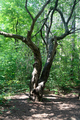 Fototapeta premium old tree in the forest