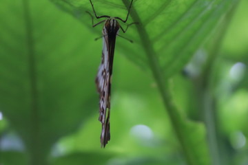 butterfly upside down on a leaf