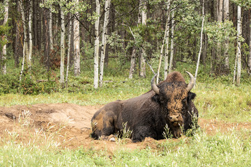 Wood Buffalo