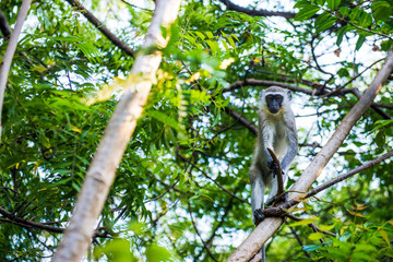 Monkey in tree