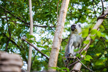 Monkey in tree