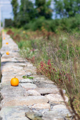 Fototapeta na wymiar Pumpkins in the fall after harvest