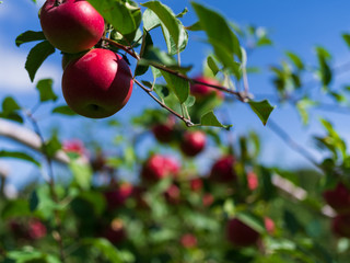 Apple trees ready for picking at fall harvest