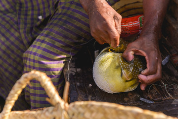 Fisherman gutting puffer fish