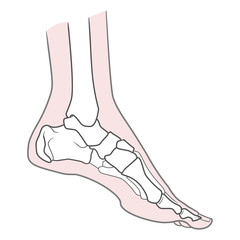 Human foot anatomy. Left leg inside view. Bones of the foot. Isolated on a white background