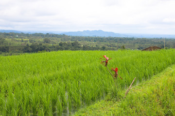Naklejka na ściany i meble Green rice fields on Bali island, Jatiluwih near Ubud, Indonesia