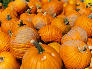 Pumpkins in the fall after harvest