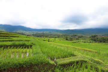 Fototapeta premium Green rice fields on Bali island, Jatiluwih near Ubud, Indonesia