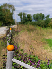 Pumpkins in the fall after harvest