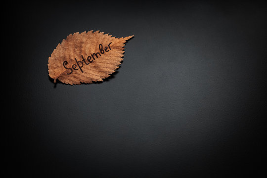 Yellow autumn elm-tree leaf on a black background. Elm-tree leaf. Dry fallen leaf on the dark. Autumn September concept. Top view with copy space.